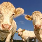 Radzyński Spomlek rezygnuje z pasz GMO
