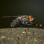 Słodzik jako insektycyd