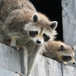 Lista obcych gatunków inwazyjnych