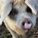 Posiedzenie Grupy Zadaniowej ds. ASF