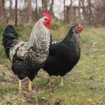 EFSA o grypie ptaków