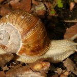 Ruszył sezon zbioru winniczków