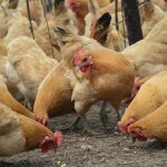 Spór producentów drobiu z zakładami mięsnymi w USA