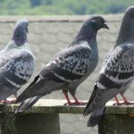 Obrzeżki gołębie to duży problem