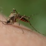 Temperatura idealna dla komarów