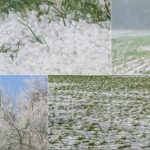 Straty po wiosennych przymrozkach – możliwości pomocy