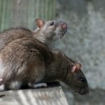 Rodentycydy antykoagulacyjne będą słabsze