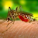 Informacja dotycząca zakażeń wirusem Zika