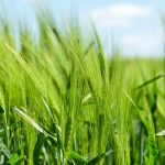 Misja przedsiębiorców sektora rolno-spożywczego <br> krajów UE