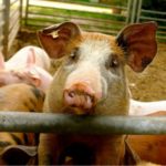 MRiRW zaostrza przepisy dotyczące bioasekuracji <br> w hodowlach świń