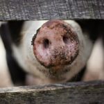 Komunikat Głównego Lekarza Weterynarii odnośnie do ASF