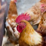 Ruszyła kontrola drobiu i jaj <br> na obecność fipronilu