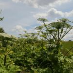 Koper? Nie, <br> to barszcz Sosnowskiego