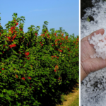 Wsparcie <br> dla producentów <br> drzew i krzewów owocowych
