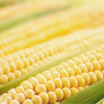 GMO