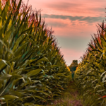 Pasze GMO jeszcze<br> przez 5 lat
