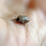 Borelioza – znaczenie<br> terapeutyczne diety