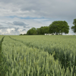 Biopaliwa z roślin uprawnych
