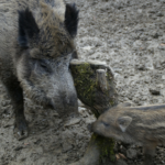 Akcja poszukiwania<br> padłych zwierząt