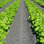 EFSA<br> do zreformowania?