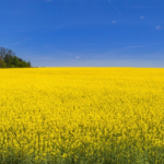 Międzynarodowe<br> Dni Rzepaku