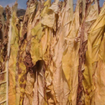 Pomoc<br> dla producentów<br> tytoniu