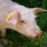 Zasady bioasekuracji<br> dla gospodarstw utrzymujących świnie