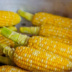 Kontrole przestrzegania zakazu uprawy roślin GMO